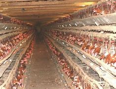 Image result for Inhumane Chicken Farming