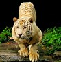 Image result for Tiger Screen Wallpaper