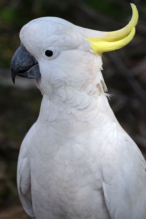 Australian White Cocktail Parrot   A cockatoo is any of the …   Flickr