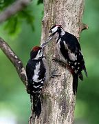 woodpeckers 的图像结果