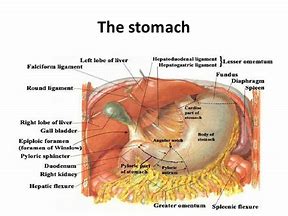 Image result for Omentum Picture