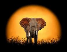 Image result for Elephant Pictures Free