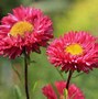 Image result for Pink Flowering Perennials