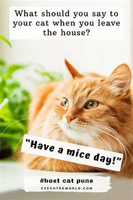 Image result for Jokes About Cats