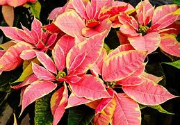Image result for Poinsettia 1