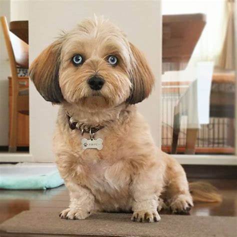 What is the Best Shih Tzu Mix Dog? 