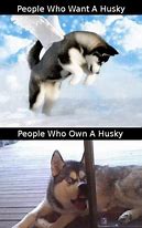 Image result for Funny Husky Has Jokes