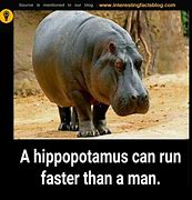 Image result for Hippo Jokes