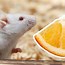 Image result for Mouse with Cheese