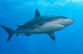 Image result for Shark Vacmop