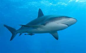 Image result for Baywatch Shark