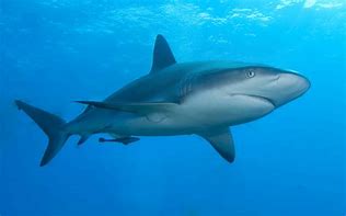 Image result for Different Shark Species
