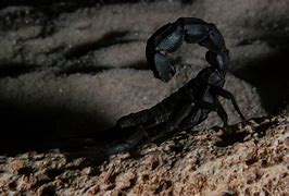 Image result for Scorpion at Night
