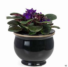 Image result for Oyama African Violet Pots