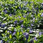 Image result for Vinca Minor Periwinkle Vine, 1 Gal- The Biggest, Bluest Lavender You Can Grow
