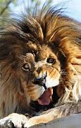 Image result for Funny Looking Lion