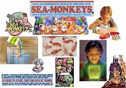 Image result for Sea Monkey Meme