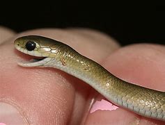 Image result for Cute Little Snakes