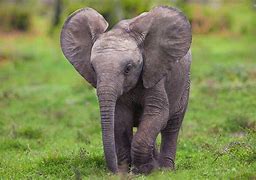 Image result for Elefant Bilder