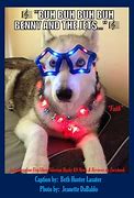 Image result for Christmas Dog Meme Joke Husky