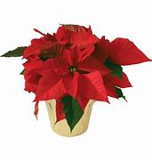 Image result for 6 Poinsettia