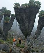 Image result for Giant Prehistoric Plants