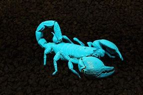 Image result for Scorpion Under Black Light