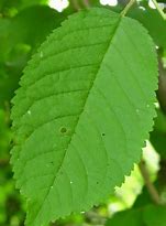Image result for Wild Cherry Tree Leaf Identification