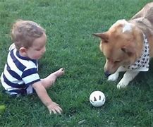 Image result for Funny Video of the Day