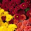 Image result for Perennials That Bloom in August