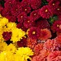 Image result for Fall Blooming Perennials Zone 8