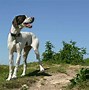Image result for English Pointer Long Hair