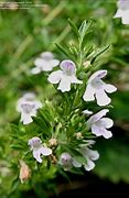 Image result for Winter Savory