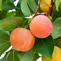 Image result for Giant Fuyu Persimmon Tree - 2-3' - Buy Persimmon Trees