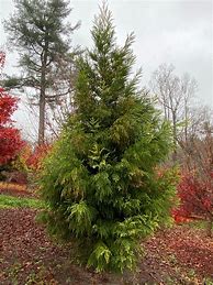 Image result for Japanese Cedar Tree