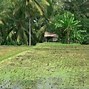 Image result for Green Fields of Crops