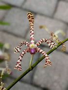 Image result for Scorpion Orchid