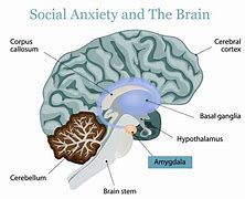 Image result for Anxiety Effects