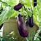 Image result for Eggplant Plants Growing in Containers