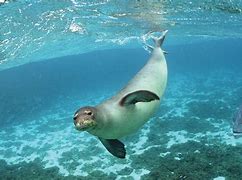 Image result for Hawaiian Monk Seals Swimming