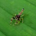 Image result for Scorpion Mimic Spider