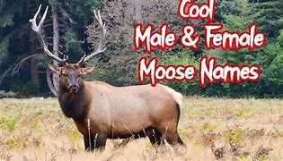 Image result for famous moose names