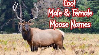 Image result for famous moose names