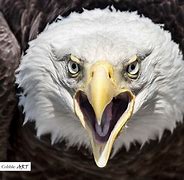 Image result for Screaming Eagle Artwork