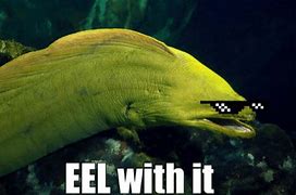 Image result for Eel Meme