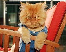 Image result for Angry Cat Funny