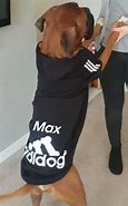Image result for Adidas Dog Outfit
