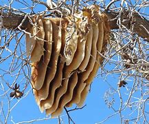 Image result for Hives of Wild Bees