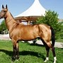 Image result for Unusual Looking Horses
