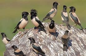 Image result for rosy starling pics